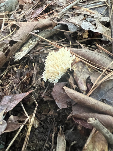 Champignon corail — photo 4 sur 8