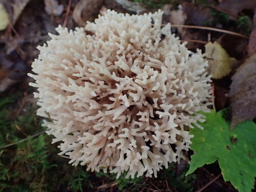 Champignon corail — photo 3 sur 8