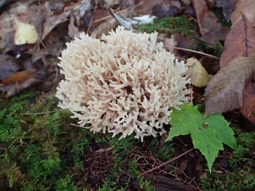 Champignon corail — photo 2 sur 8