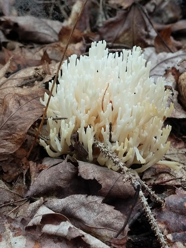 Champignon corail — photo 1 sur 8