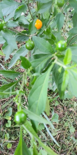 Buisson de corail — Bild 4