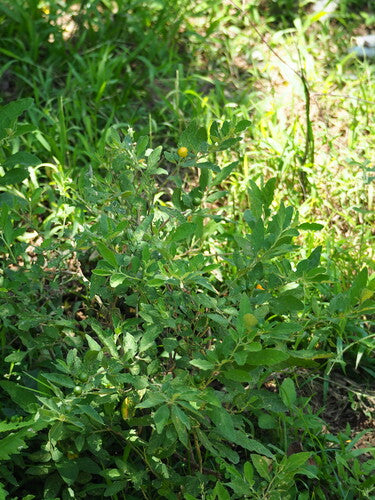 Buisson de corail — Bild 1