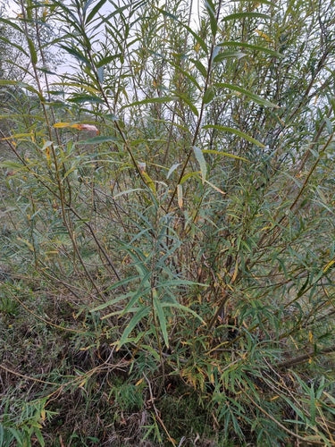 Saule en osier — Bild 3