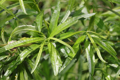 Saule en osier — Bild 4