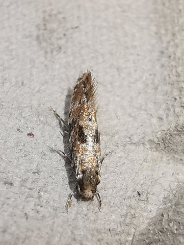 Papillon du liège — Bild 5