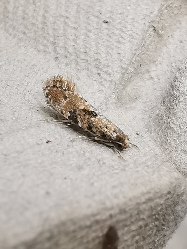 Papillon du liège — Bild 4