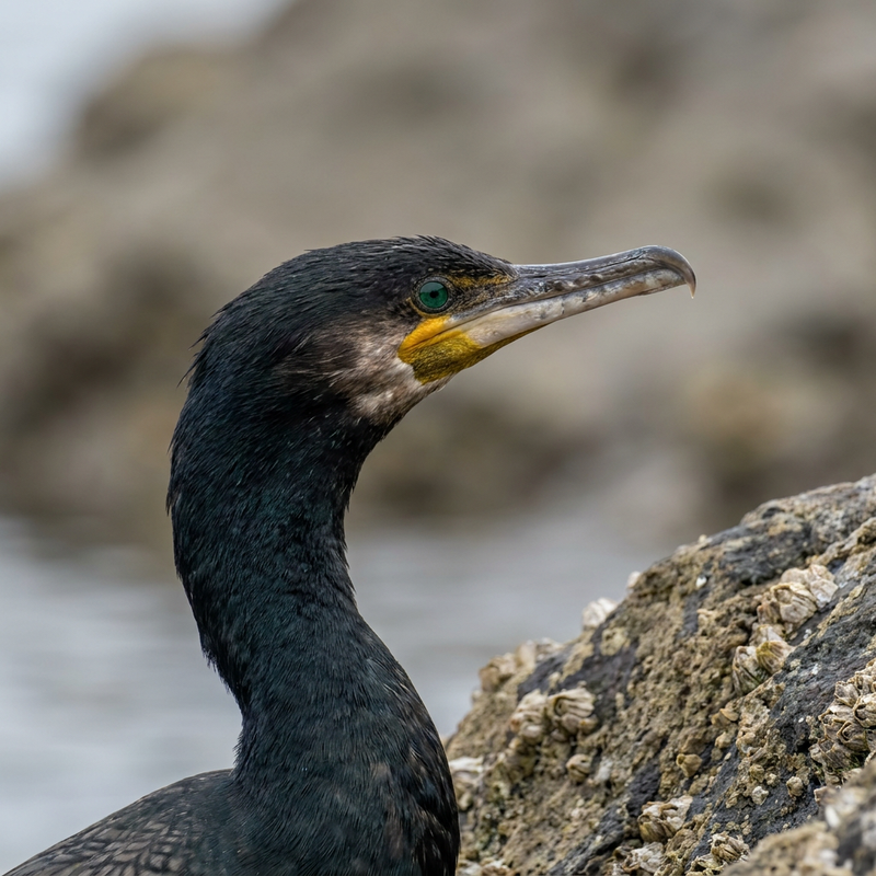 cormoran