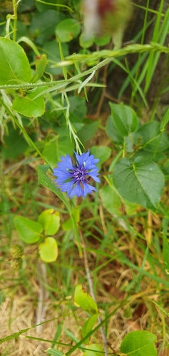 Bleuet — Bild 3