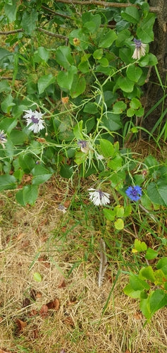 Bleuet — Bild 2
