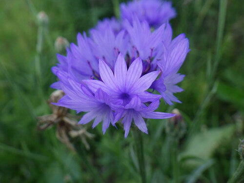 Bleuet — photo 4 sur 11