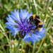 Blüte von Kornblume (Centaurea cyanus) in Nahaufnahme (KI-generiert)