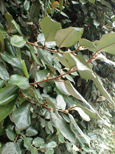 Saule à huile de cornaline — Bild 2