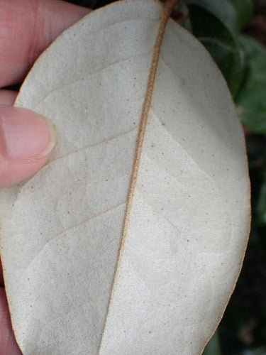 Saule à huile de cornaline — Bild 5