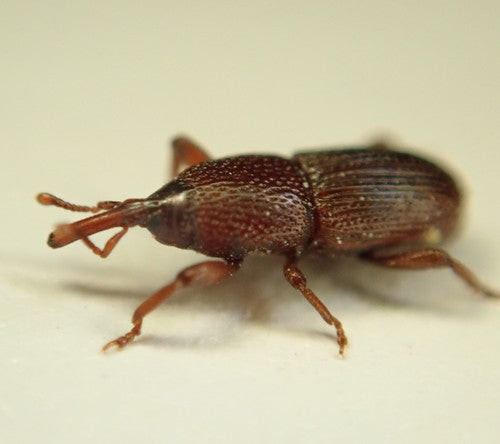 Coléoptère des grains — Bild 5