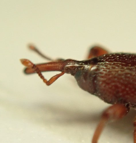 Coléoptère des grains — Bild 4