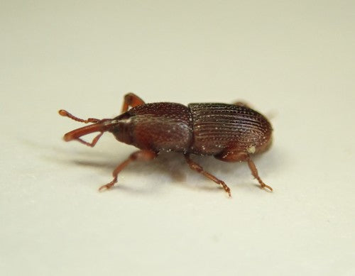 Coléoptère des grains — Bild 3
