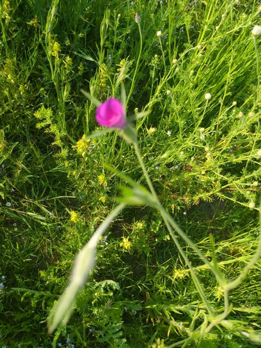 Roue de maïs — photo 5 sur 12