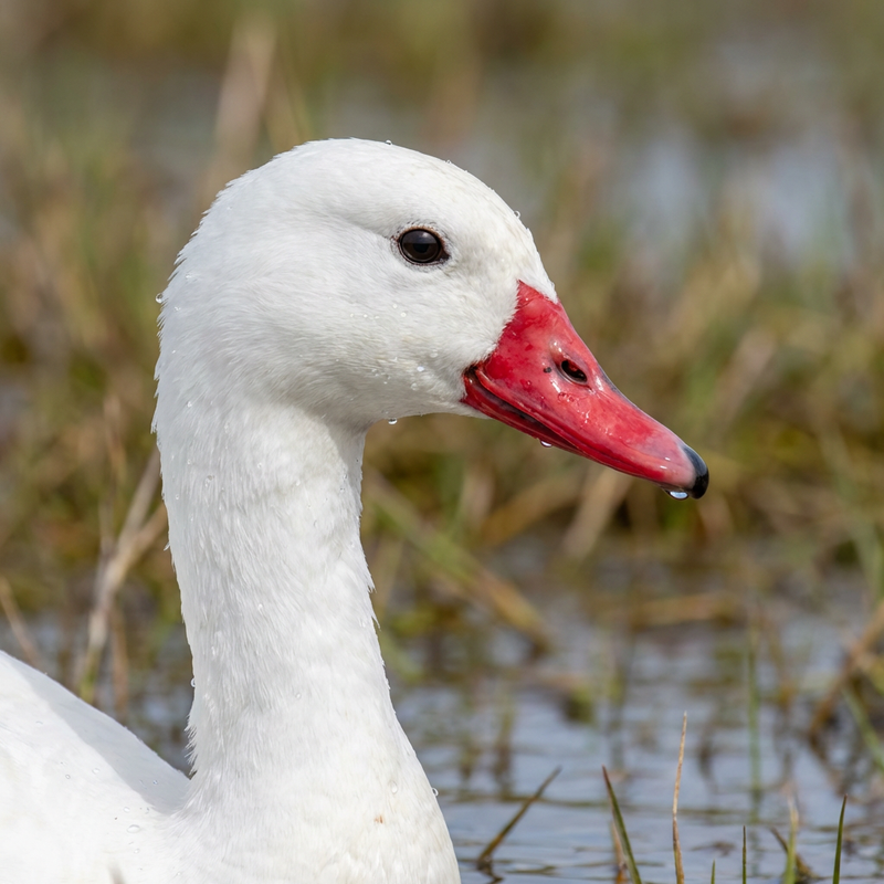 Cygne Koskoroba