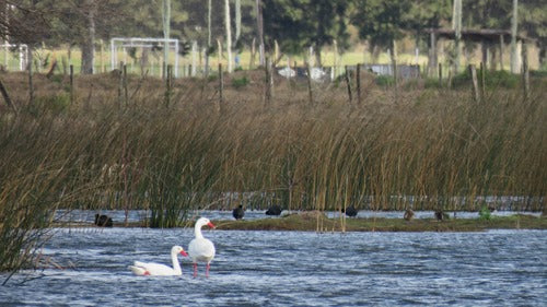 Cygne Koskoroba — photo 4 sur 8