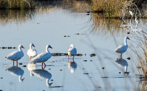 Cygne Koskoroba — Bild 3