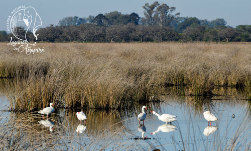 Cygne Koskoroba — Bild 4