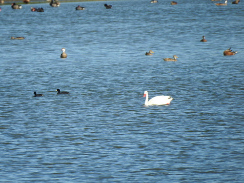 Cygne Koskoroba — Bild 1