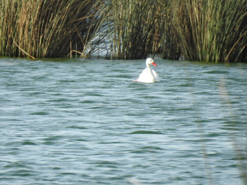 Cygne Koskoroba — Bild 2