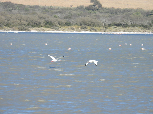 Cygne Koskoroba — Bild 5