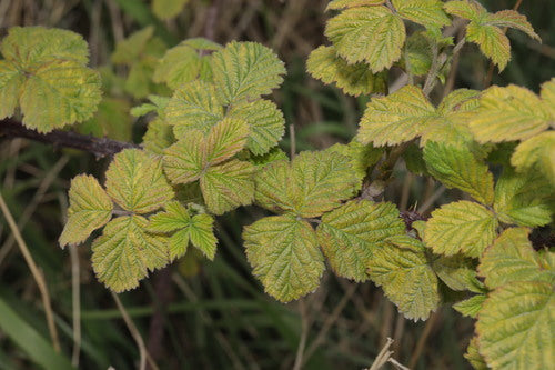 Baie de rosée — Bild 1
