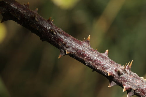 Baie de rosée — Bild 2