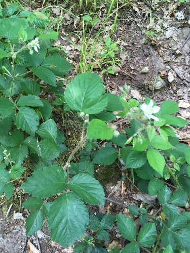 Baie de rosée — Bild 4