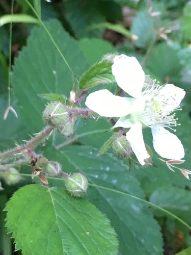 Baie de rosée — Bild 5