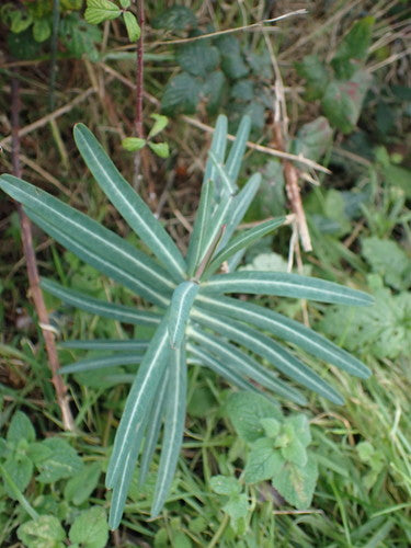 Euphorbe à feuilles croisées — Bild 4