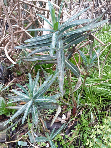 Euphorbe à feuilles croisées — Bild 3