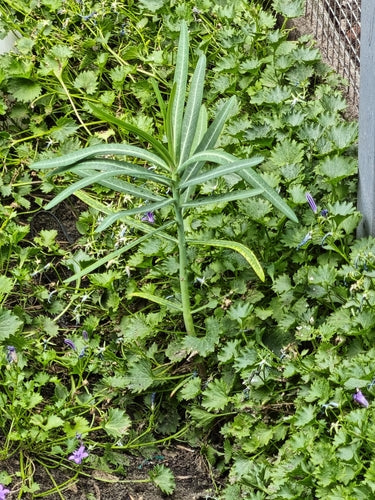 Euphorbe à feuilles croisées — Bild 2