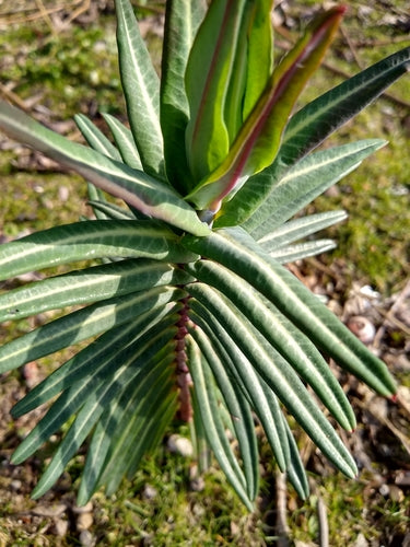 Euphorbe à feuilles croisées — Bild 5