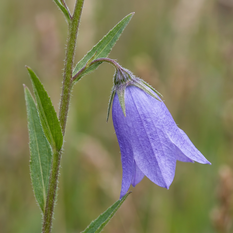 Campanule rampante