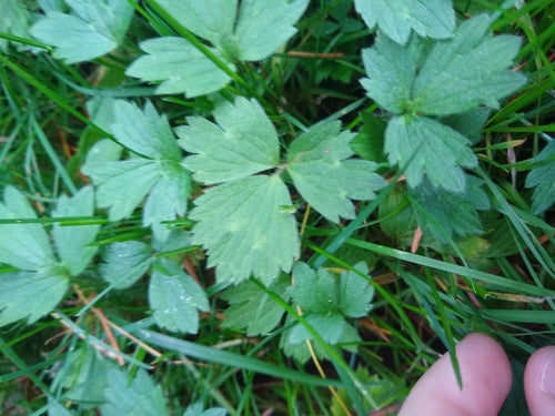 Bouton d'or rampant — Bild 5