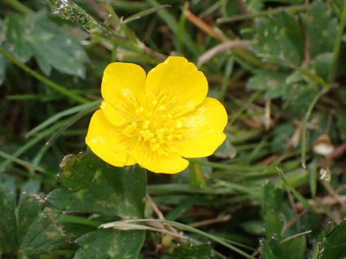 Bouton d'or rampant — Bild 4