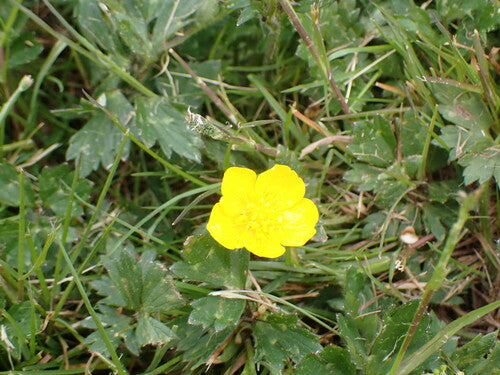 Bouton d'or rampant — Bild 3