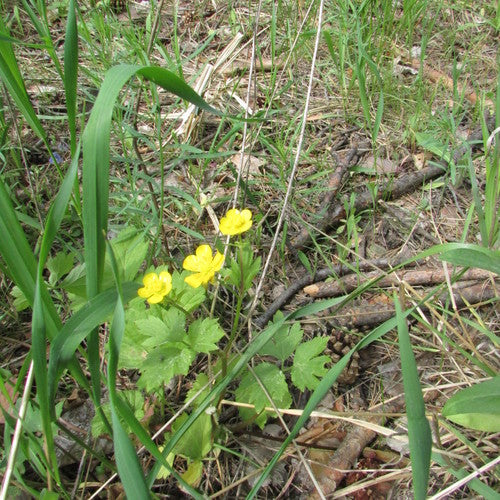 Bouton d'or rampant — Bild 2
