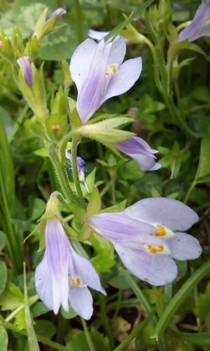 Mazus rampant — photo 3 sur 8