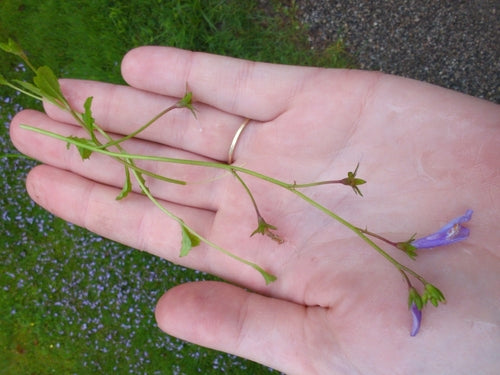 Mazus rampant — photo 2 sur 8