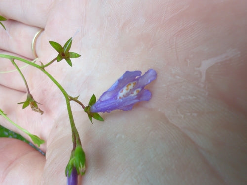 Mazus rampant — photo 1 sur 8