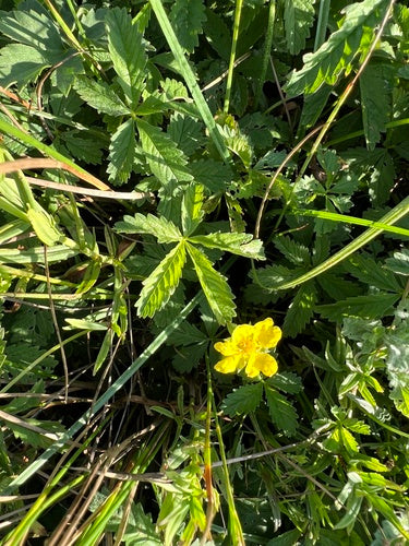 Potentille rampante — Bild 4