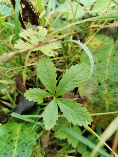 Potentille rampante — Bild 2