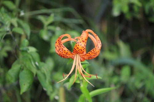 Lys crapaud — Bild 4
