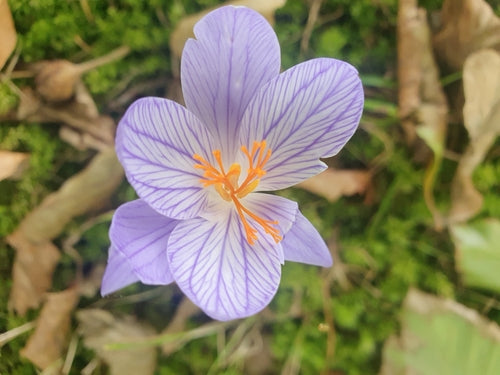 crocus — Bild 3