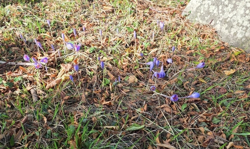 crocus — Bild 5