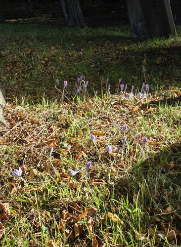 crocus — Bild 4